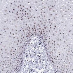 Rabbit anti-SIRT7, Polyclonal Antibody, Novus Biologicals 0.1mL; Unlabeled:Antibodies,